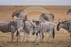 Wildebeests in Amboseli National Park ,Kenya