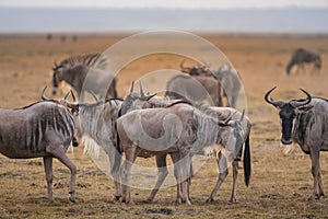 Wildebeests in Amboseli National Park ,Kenya