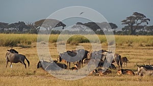 Wildebeests, Amboseli National Park, Kenya