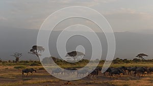 Wildebeests, Amboseli National Park, Kenya