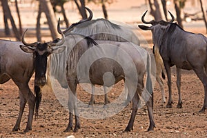 Wildebeests antelopes