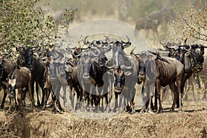 Wildebeests on the bank of Mara river