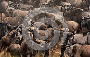 Wildebeests at the bank of Mara river