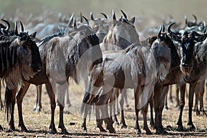 Wildebeests are collected in a large herd