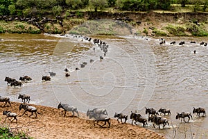 Wildebeests Connochaetes crossing Mara river at the Serengeti national park, Tanzania. Great migration. Wildlife photo