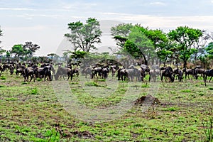 Wildebeests Connochaetes and zebras Hippotigris at the Serengeti national park. Great migration. Wildlife photo