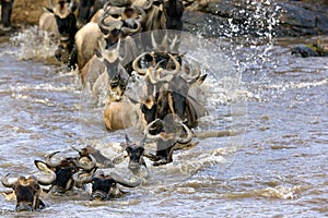 Wildebeests crossing Mara river