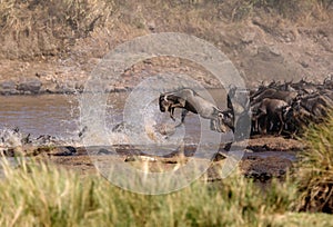 Wildebeests crossing Mara river