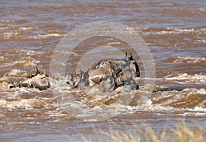 Wildebeests crossing Mara river