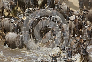 Wildebeests crossing Mara river