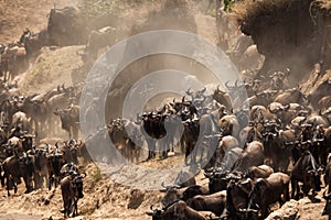 Wildebeests crossing  Mara river