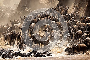 Wildebeests crossing Mara river