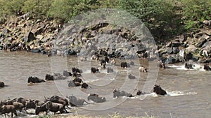 Wildebeests crossing mara river.