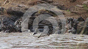 Wildebeests crossing mara river.