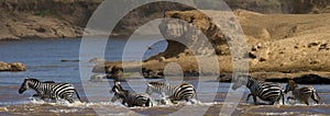 Wildebeests are crossing Mara river. Great Migration. Kenya. Tanzania. Masai Mara National Park.