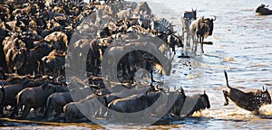 Wildebeests are crossing Mara river. Great Migration. Kenya. Tanzania. Masai Mara National Park.