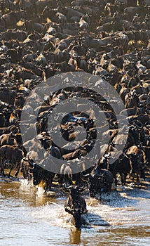 Wildebeests are crossing Mara river. Great Migration. Kenya. Tanzania. Masai Mara National Park.