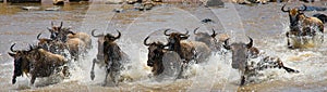 Wildebeests are crossing Mara river. Great Migration. Kenya. Tanzania. Masai Mara National Park.