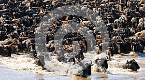 Wildebeests are crossing Mara river. Great Migration. Kenya. Tanzania. Masai Mara National Park.