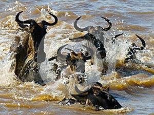 Wildebeests are crossing Mara river. Great Migration. Kenya. Tanzania. Masai Mara National Park.