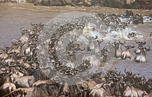 Wildebeests are crossing Mara river. Great Migration. Kenya. Tanzania. Masai Mara National Park.