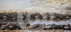 Wildebeests are crossing Mara river. Great Migration. Kenya. Tanzania. Masai Mara National Park.