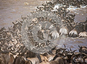 Wildebeests are crossing Mara river. Great Migration. Kenya. Tanzania. Masai Mara National Park.