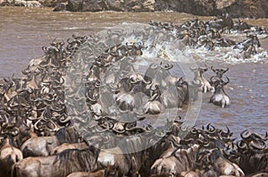 Wildebeests are crossing Mara river. Great Migration. Kenya. Tanzania. Masai Mara National Park.