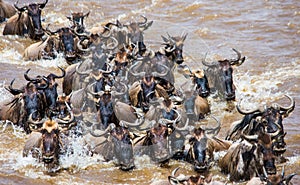 Wildebeests are crossing Mara river. Great Migration. Kenya. Tanzania. Masai Mara National Park.