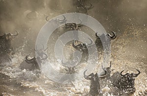 Wildebeests are crossing Mara river. Great Migration. Kenya. Tanzania. Masai Mara National Park.