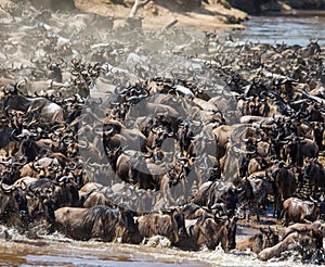 Wildebeests are crossing Mara river. Great Migration. Kenya. Tanzania. Masai Mara National Park.