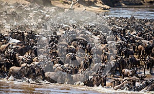 Wildebeests are crossing Mara river. Great Migration. Kenya. Tanzania. Masai Mara National Park.