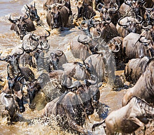 Wildebeests are crossing Mara river. Great Migration. Kenya. Tanzania. Masai Mara National Park.