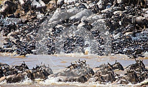 Wildebeests are crossing Mara river. Great Migration. Kenya. Tanzania. Masai Mara National Park.