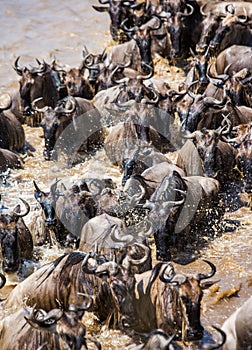 Wildebeests are crossing Mara river. Great Migration. Kenya. Tanzania. Masai Mara National Park.