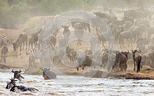 Wildebeests are crossing Mara river. Great Migration. Kenya. Tanzania. Masai Mara National Park.