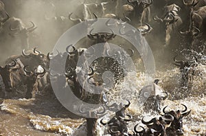 Wildebeests are crossing Mara river. Great Migration. Kenya. Tanzania. Masai Mara National Park.