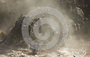 Wildebeests are crossing Mara river. Great Migration. Kenya. Tanzania. Masai Mara National Park.