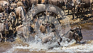 Wildebeests are crossing Mara river. Great Migration. Kenya. Tanzania. Masai Mara National Park.