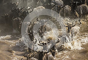 Wildebeests are crossing Mara river. Great Migration. Kenya. Tanzania. Masai Mara National Park.