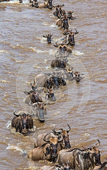 Wildebeests are crossing Mara river. Great Migration. Kenya. Tanzania. Masai Mara National Park.