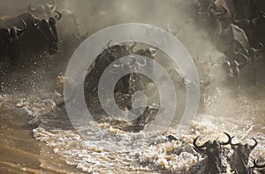 Wildebeests are crossing Mara river. Great Migration. Kenya. Tanzania. Masai Mara National Park.