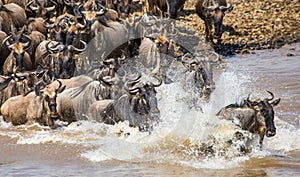 Wildebeests are crossing Mara river. Great Migration. Kenya. Tanzania. Masai Mara National Park.