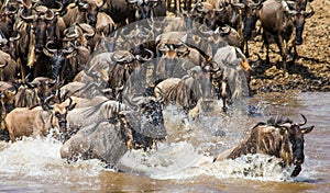 Wildebeests are crossing Mara river. Great Migration. Kenya. Tanzania. Masai Mara National Park.