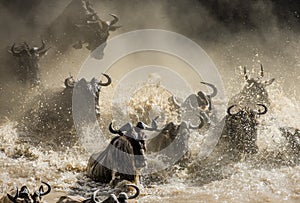 Wildebeests are crossing Mara river. Great Migration. Kenya. Tanzania. Masai Mara National Park.