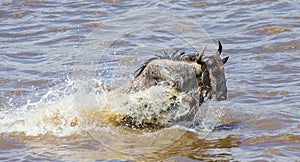 Wildebeests are crossing Mara river. Great Migration. Kenya. Tanzania. Masai Mara National Park.