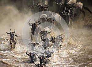 Wildebeests are crossing Mara river. Great Migration. Kenya. Tanzania. Masai Mara National Park.