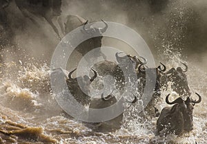 Wildebeests are crossing Mara river. Great Migration. Kenya. Tanzania. Masai Mara National Park.