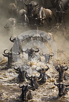 Wildebeests are crossing Mara river. Great Migration. Kenya. Tanzania. Masai Mara National Park.