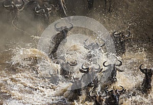 Wildebeests are crossing Mara river. Great Migration. Kenya. Tanzania. Masai Mara National Park.